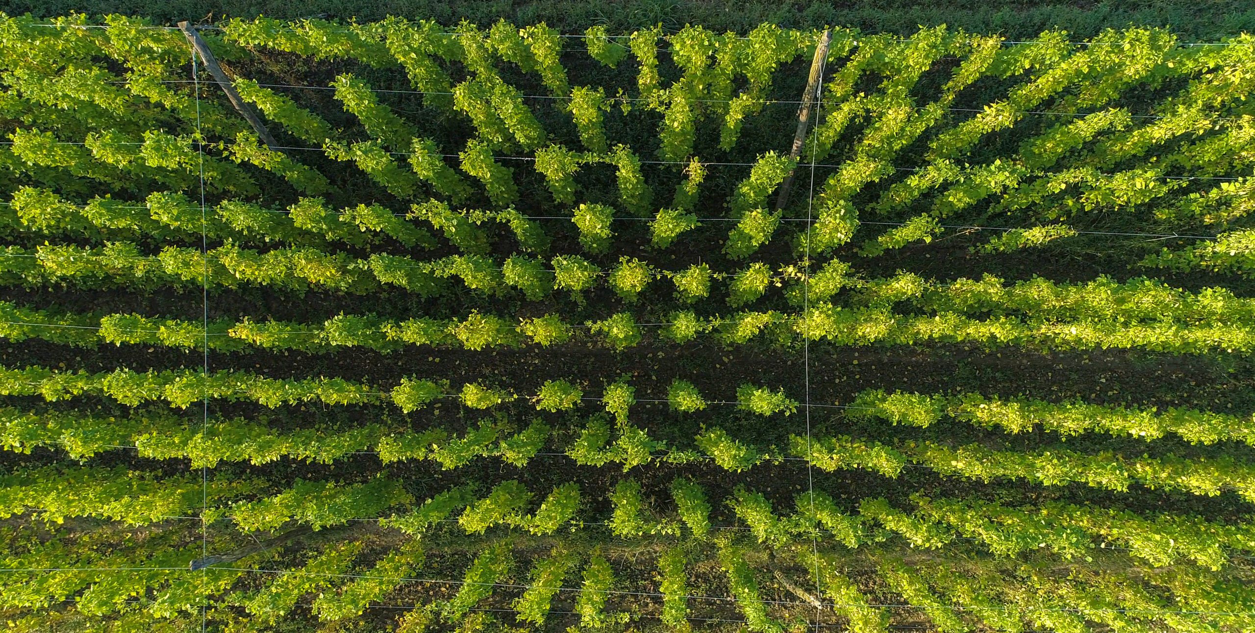 כשות — חומר הגלם המרכזי של Sierra Nevada
